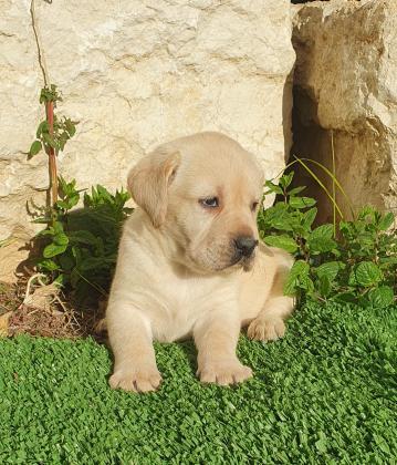 גורי לברדור מהטובים בעולם כולל