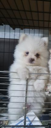 גורים פומרניאן , הורים במקום