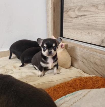 גורי צ'יוואווה