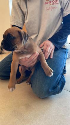 גורי בוקסר גזעיים מחפשים בית חם