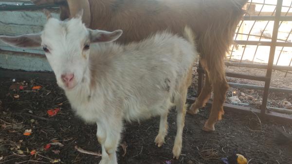 עיזים ננסיות בנות שנה למכירה