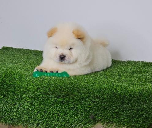 דובוני צאו דובי מיוחדים