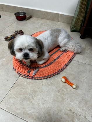 שיצו בן שנה אחרי חיסון