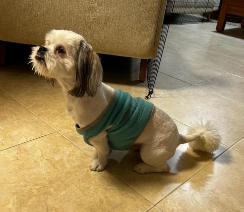 שיצו בן שנה אחרי חיסון