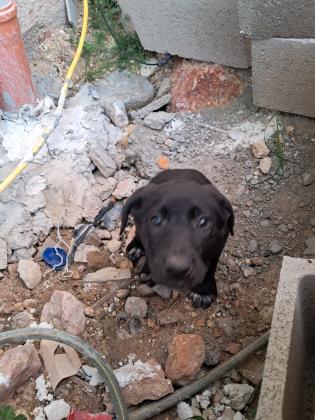 מצאתי כלבה קטנה מפחדת מכלבים