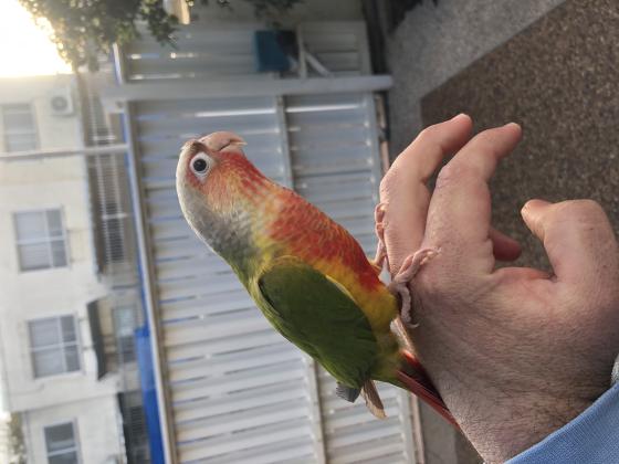 3 תוכי גרין ציק האכלת