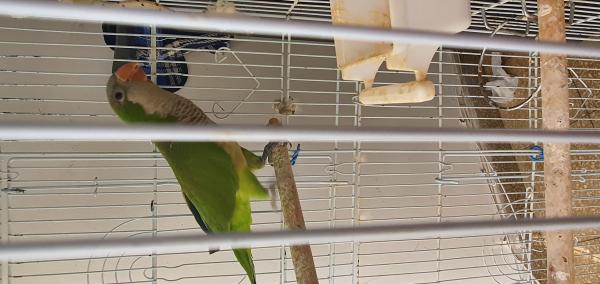 קוואקר אכלת יד ברמה גבוהה