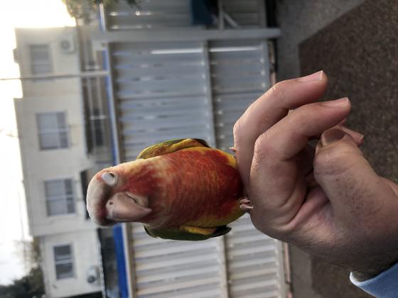 3 תוכי גרין ציק האכלת