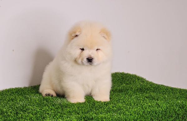 דובוני צאו דובי מיוחדים