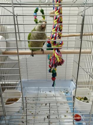 * תוכי קוואקר בן חצי