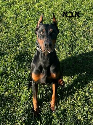 שתי נקבות בנות חודשיים אחרי