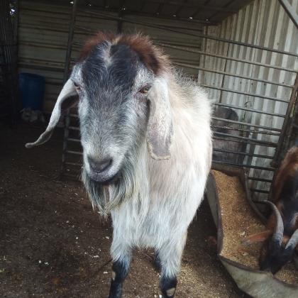 תיש כבן שנתיים חצי בלאדי
