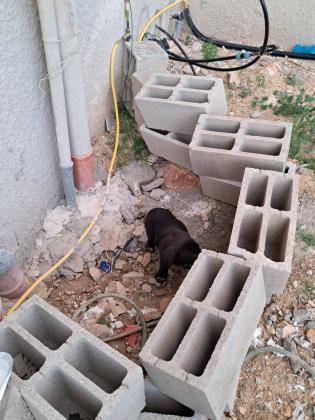 מצאתי כלבה קטנה מפחדת מכלבים