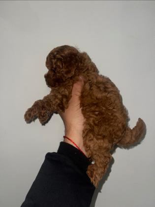 בס״ד המלטה ביתית מהממת של גורי פודל טוי