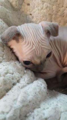 חתולים אחר מכירה