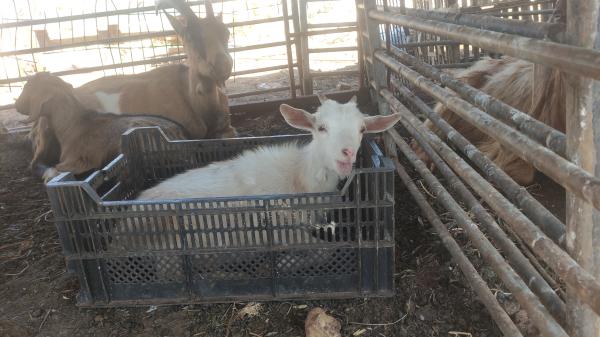 עיזים ננסיות בנות שנה למכירה