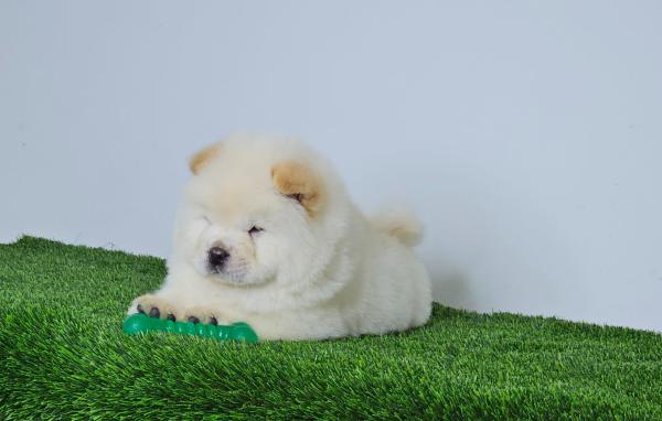 דובוני צאו דובי מיוחדים