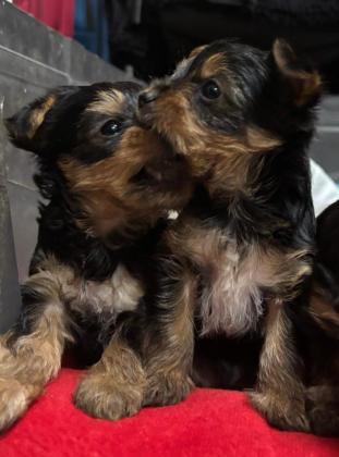 ורקי סטנדרט מתוקים שחבל''ז מחכים