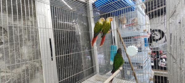 זוג אננס עובד עם שתי