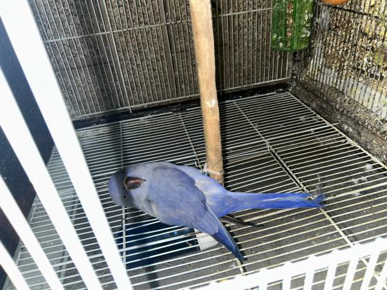 זוג דררות בדוקים מין מטובעים