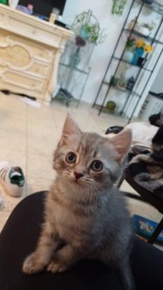 חתולים אחר מכירה