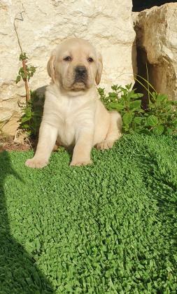 גורי לברדור מהטובים בעולם כולל