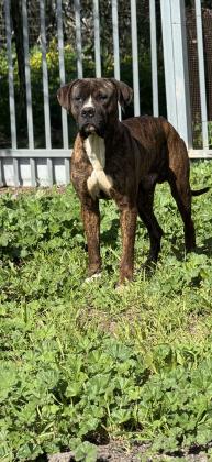 זכר יפיוף בן שנה וחצי