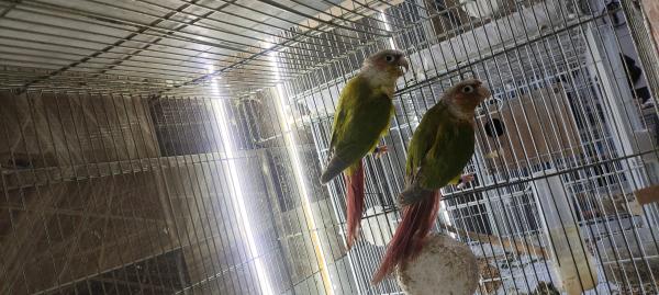 זוג אננס עובד עם שתי