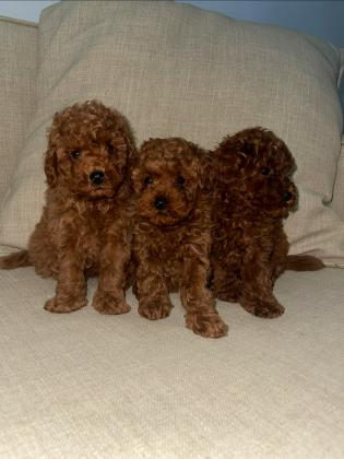 בס״ד המלטה ביתית מהממת של גורי פודל טוי