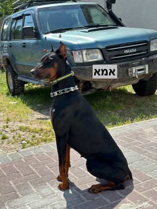 שתי נקבות בנות חודשיים אחרי