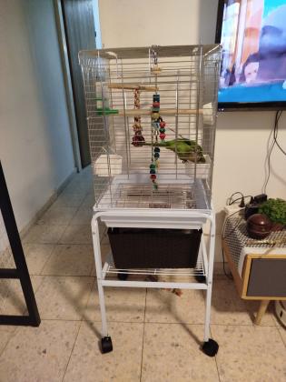 * תוכי קוואקר בן חצי