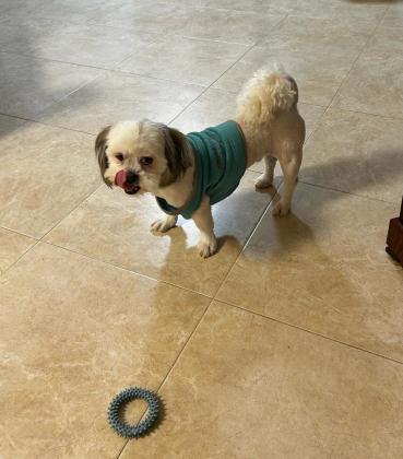 שיצו בן שנה אחרי חיסון