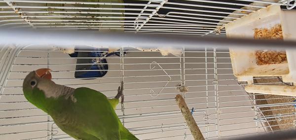 קוואקר אכלת יד ברמה גבוהה