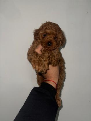 בס״ד המלטה ביתית מהממת של גורי פודל טוי