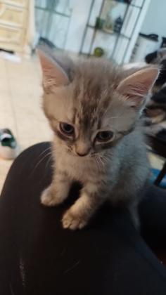 חתולים אחר מכירה