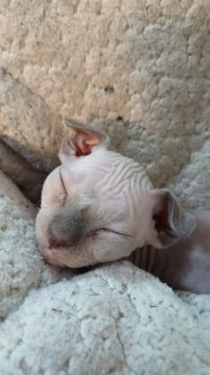 חתולים אחר מכירה