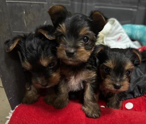 ורקי סטנדרט מתוקים שחבל''ז מחכים