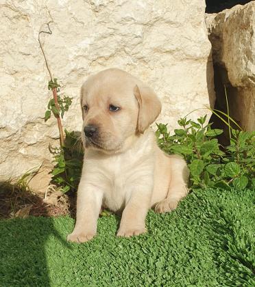 גורי לברדור מהטובים בעולם כולל