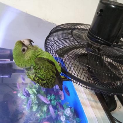 ג’רדין האכלת יד מתוק ומצחיק