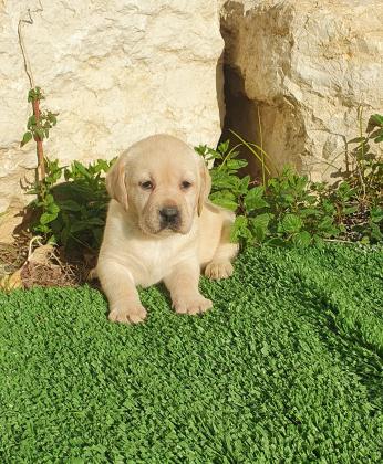 גורי לברדור מהטובים בעולם כולל