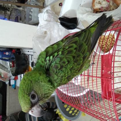 ג’רדין האכלת יד מתוק ומצחיק