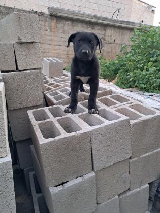 מצאתי כלבה קטנה מפחדת מכלבים