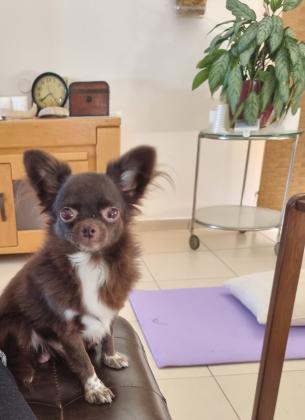 צ'יוואווה זכר, הוא בן שנתיים