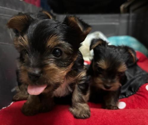 ורקי סטנדרט מתוקים שחבל''ז מחכים