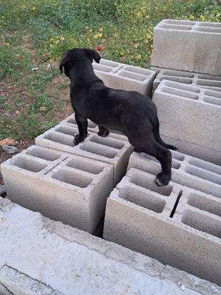 מצאתי כלבה קטנה מפחדת מכלבים