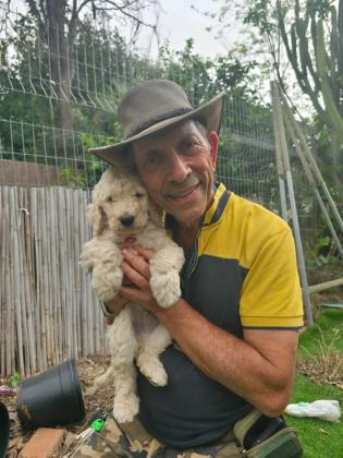 גורי פודל ענק