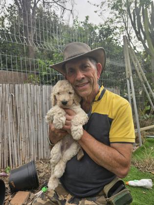 גורי פודל ענק