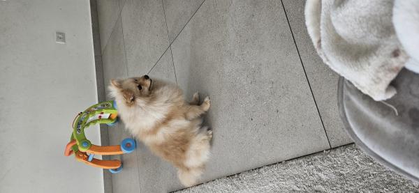 גור בן 8 חודשים מדהים