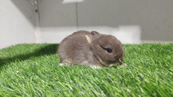 ארנבים ננסיים גזעיים מחוות הגידול