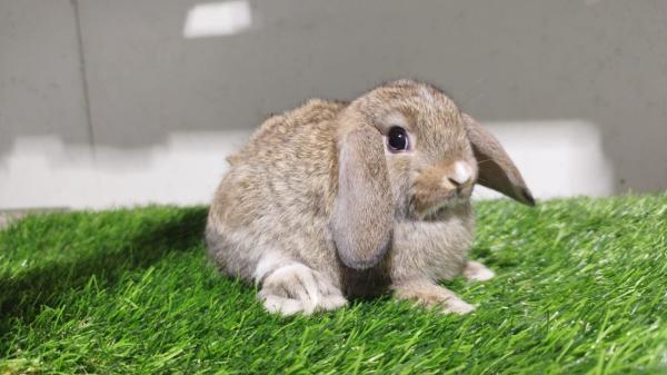 ארנבים ננסיים גזעיים מחוות הגידול